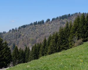 Превью обои склон, лес, деревья, трава, лето, природа