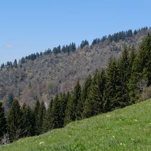 Превью обои склон, лес, деревья, трава, лето, природа