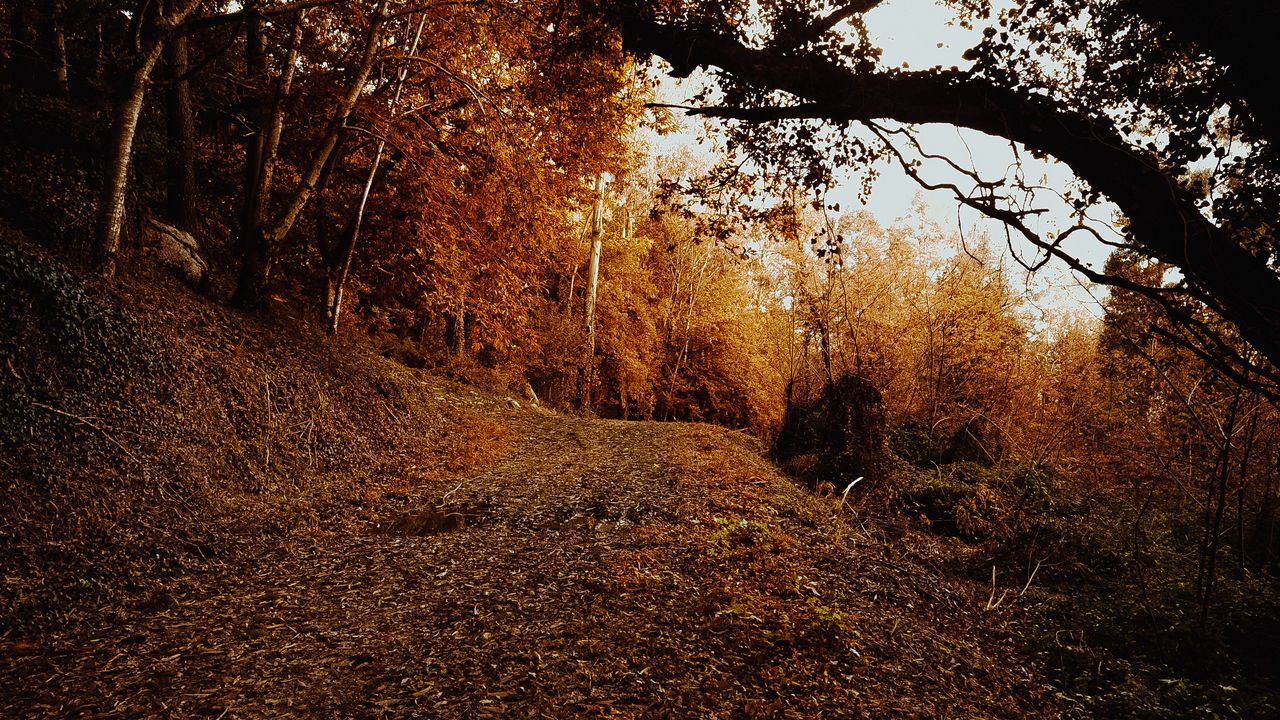 Обои склон, лес, осень, деревья, кусты