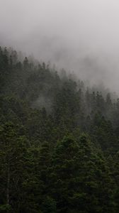 Превью обои склон, лес, туман, деревья