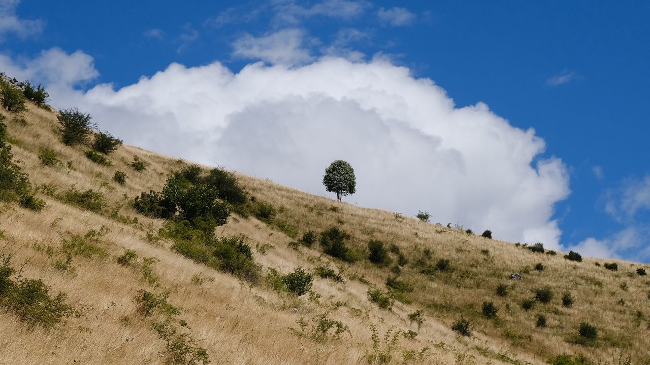 Обои склон, поле, трава, дерево, небо, облако