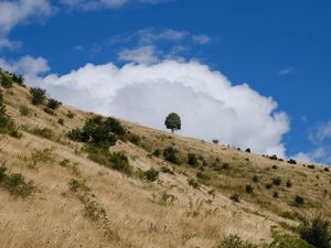 Превью обои склон, поле, трава, дерево, небо, облако