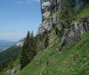 Превью обои склон, скала, деревья, трава