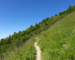 Превью обои склон, тропинка, деревья, кусты, трава, зеленый