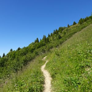 Превью обои склон, тропинка, деревья, кусты, трава, зеленый