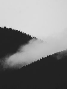 Превью обои склон, туман, чб, деревья, лес
