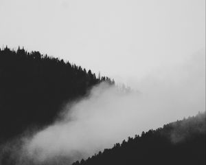 Превью обои склон, туман, чб, деревья, лес