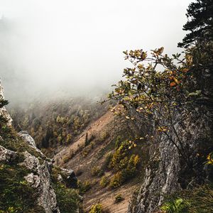 Превью обои склон, туман, кусты