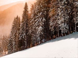 Превью обои склон, зима, снег, деревья, небо, солнечный свет