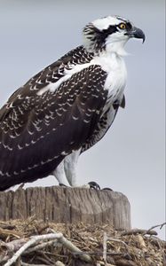 Превью обои скопа, хищник, птицы, гнездо, крылья, перья