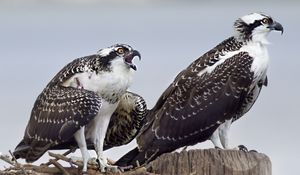 Превью обои скопа, хищник, птицы, гнездо, крылья, перья