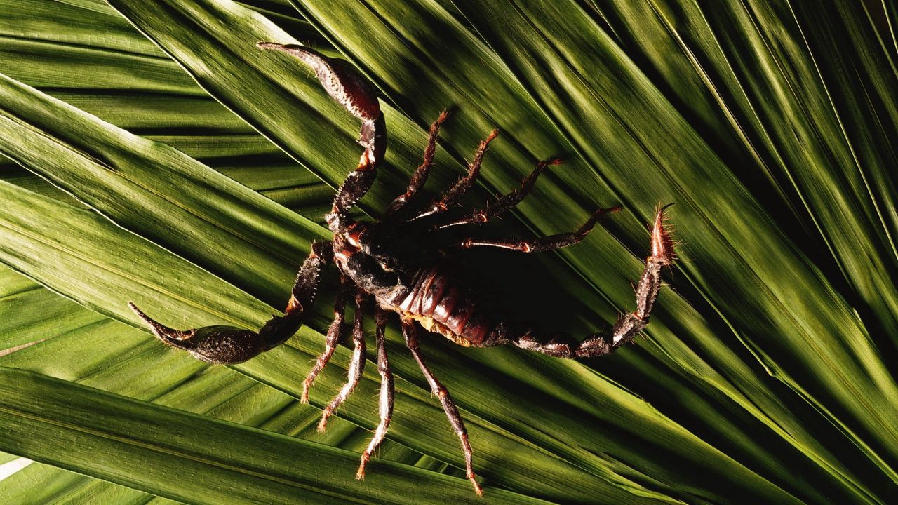 Обои скорпион, листья, растение, клешни, ноги, хвост