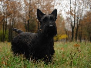 Превью обои скотч терьер, трава, собака, прогулка