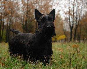 Превью обои скотч терьер, трава, собака, прогулка