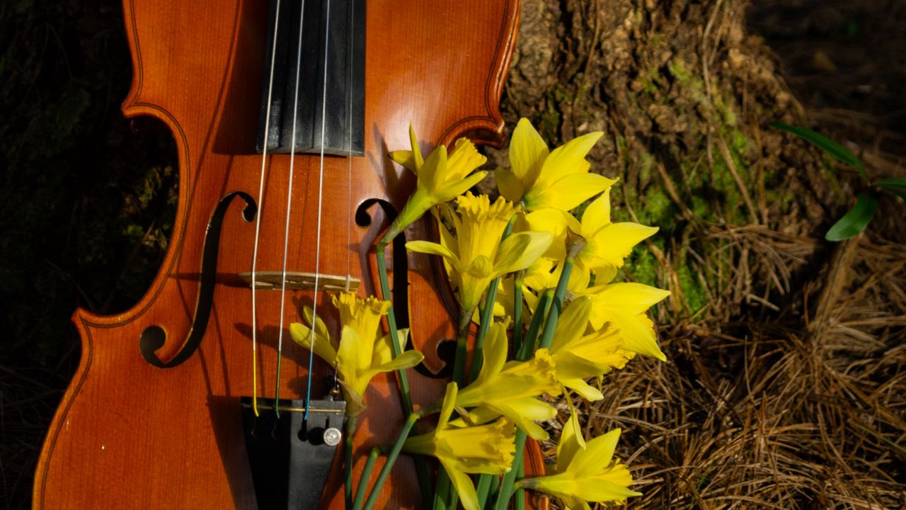 Обои скрипка, музыкальный инструмент, цветы