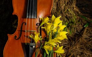 Превью обои скрипка, музыкальный инструмент, цветы