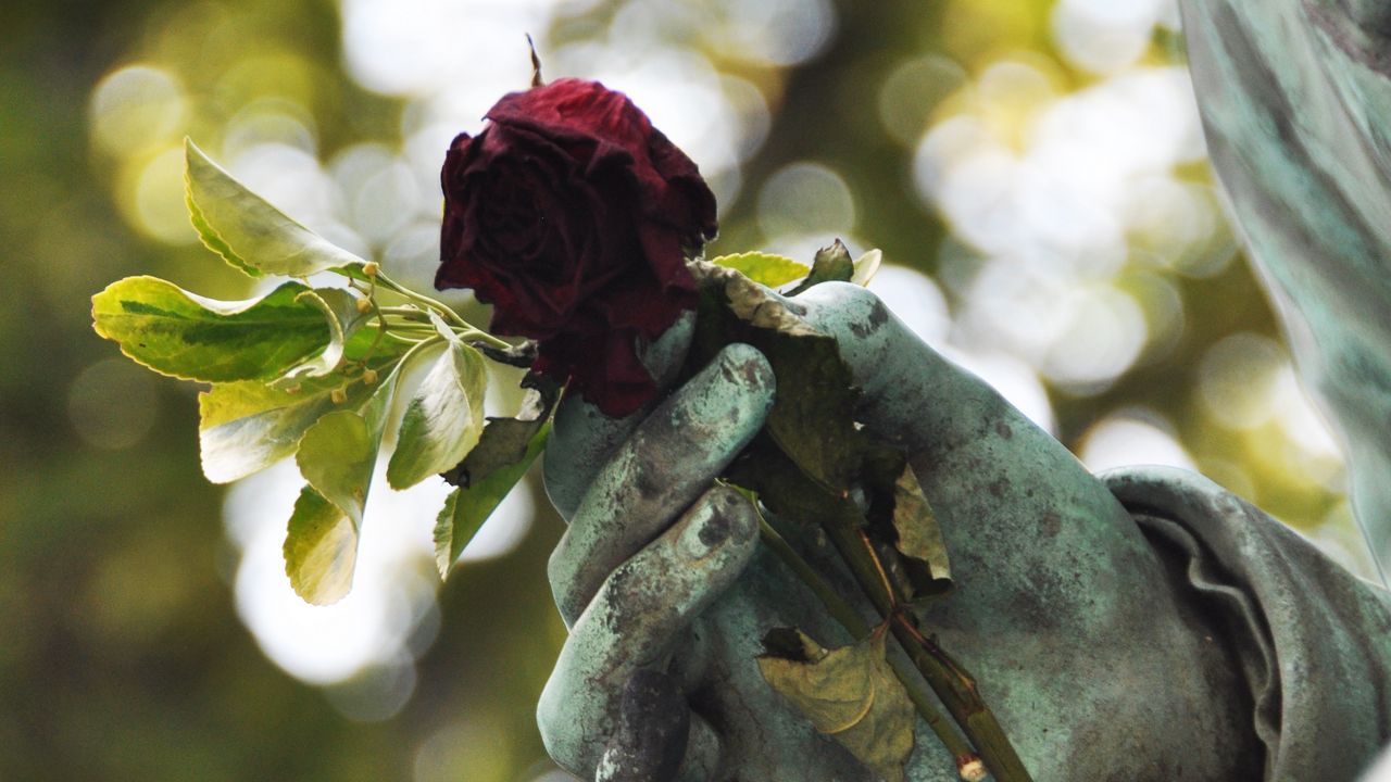 Обои скульптура, рука, роза, блики, размытость