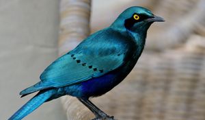 Превью обои скворец, птица, дикая природа, синий