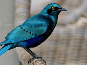 Превью обои скворец, птица, дикая природа, синий