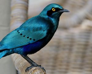 Превью обои скворец, птица, дикая природа, синий