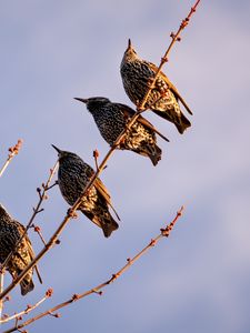 Превью обои скворцы, птицы, ветка, небо