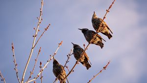 Превью обои скворцы, птицы, ветка, небо