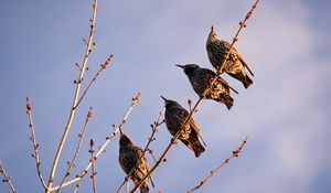 Превью обои скворцы, птицы, ветка, небо