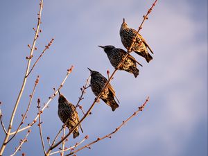 Превью обои скворцы, птицы, ветка, небо