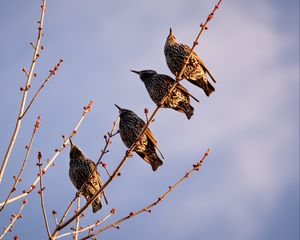 Превью обои скворцы, птицы, ветка, небо