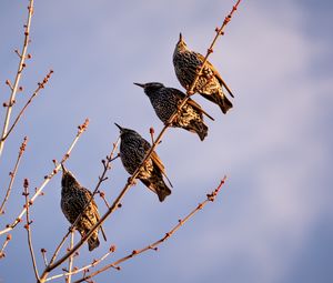 Превью обои скворцы, птицы, ветка, небо