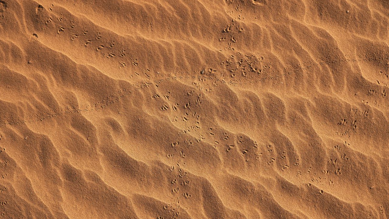 Обои следы, пляж, песок, пустыня