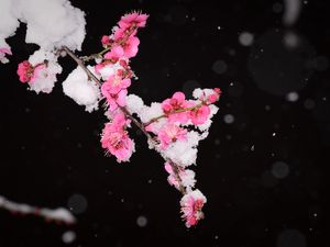 Превью обои слива, цветы, ветка, снег