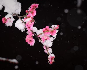 Превью обои слива, цветы, ветка, снег