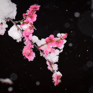 Превью обои слива, цветы, ветка, снег