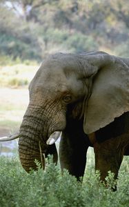 Превью обои слон, бивни, африка