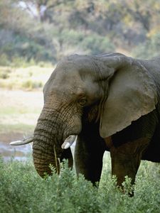 Превью обои слон, бивни, африка