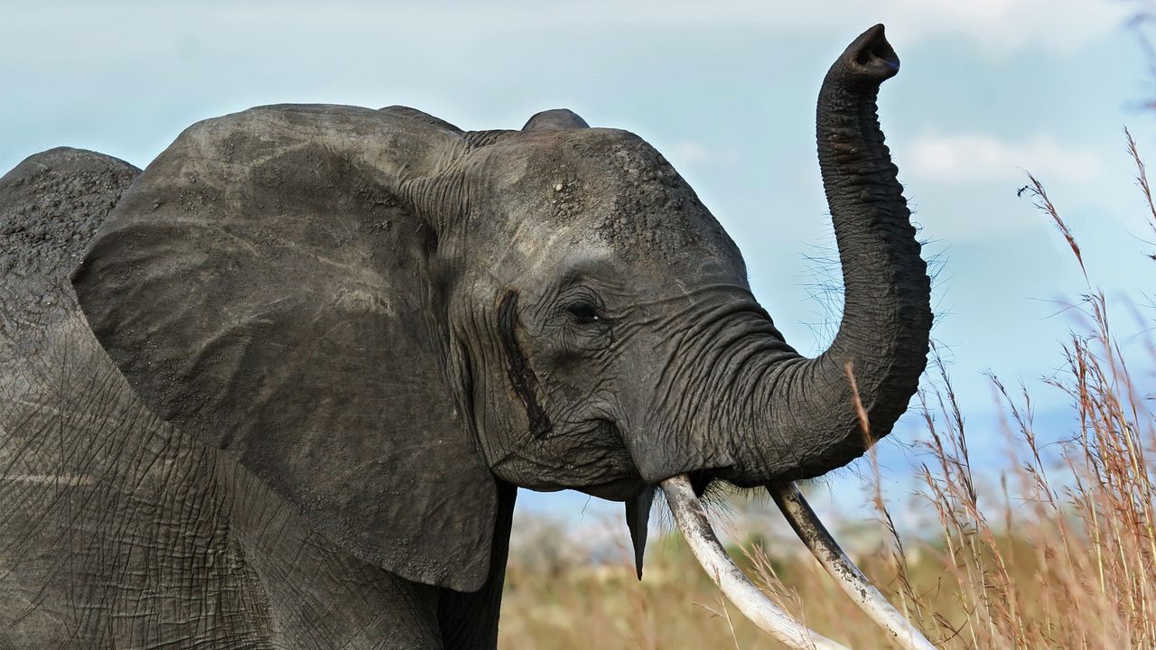 Обои слон, бивни, хобот, африка, саванна