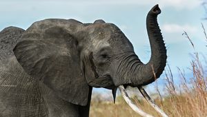 Превью обои слон, бивни, хобот, африка, саванна