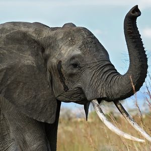 Превью обои слон, бивни, хобот, африка, саванна