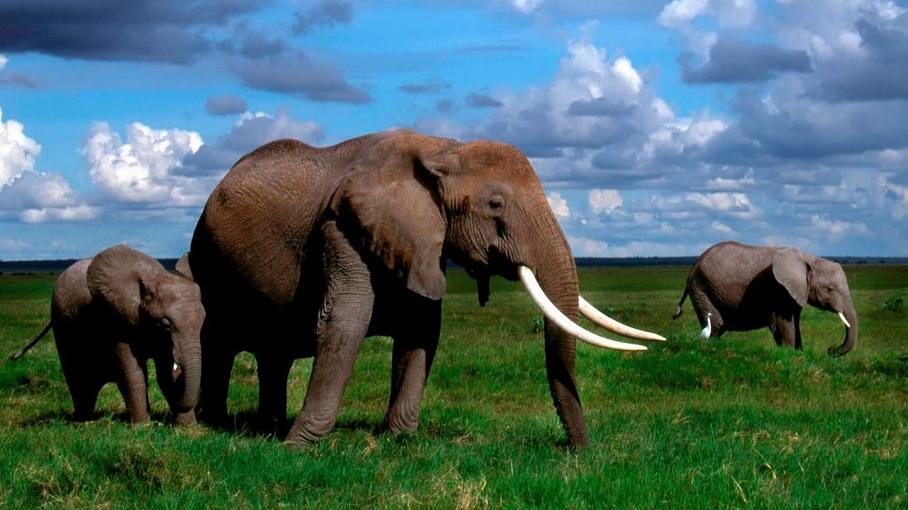 Обои слон, бивни, прогулка, трава, стадо