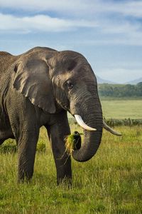 Превью обои слон, бивни, животное, дикая природа, трава