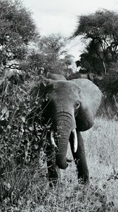 Превью обои слон, чб, прогулка, дикая природа