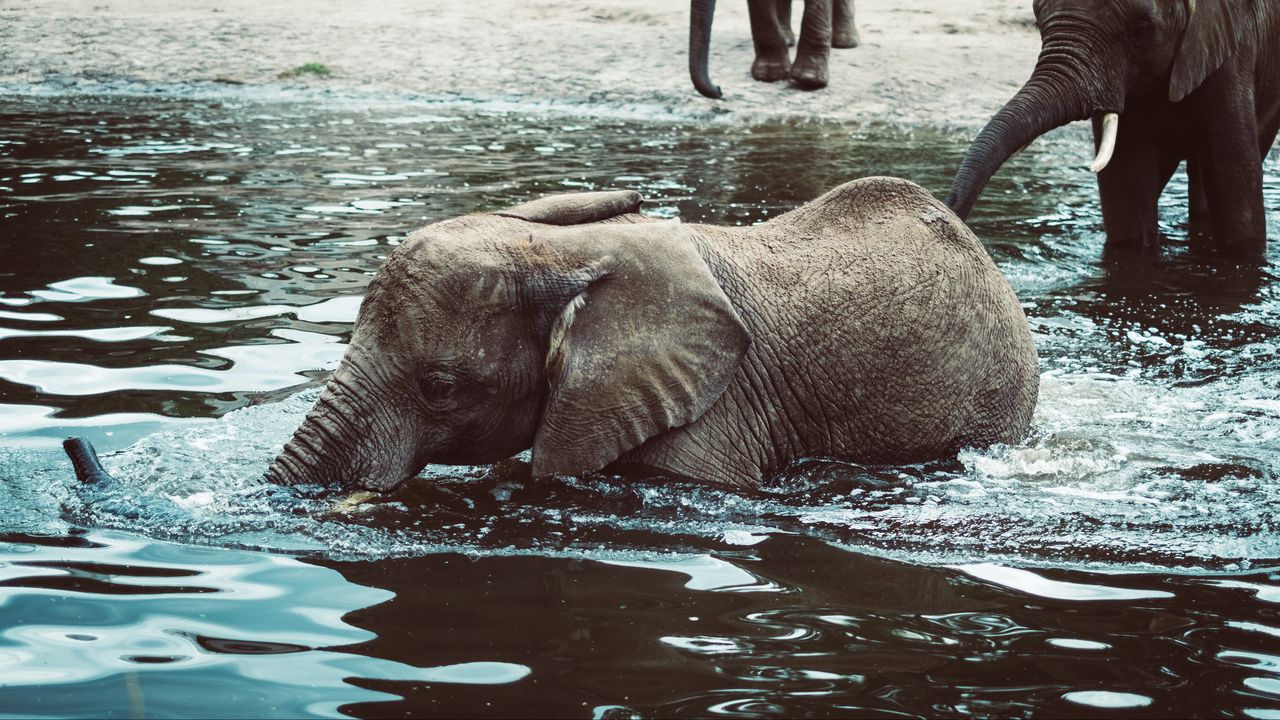 Обои слон, детеныш, вода