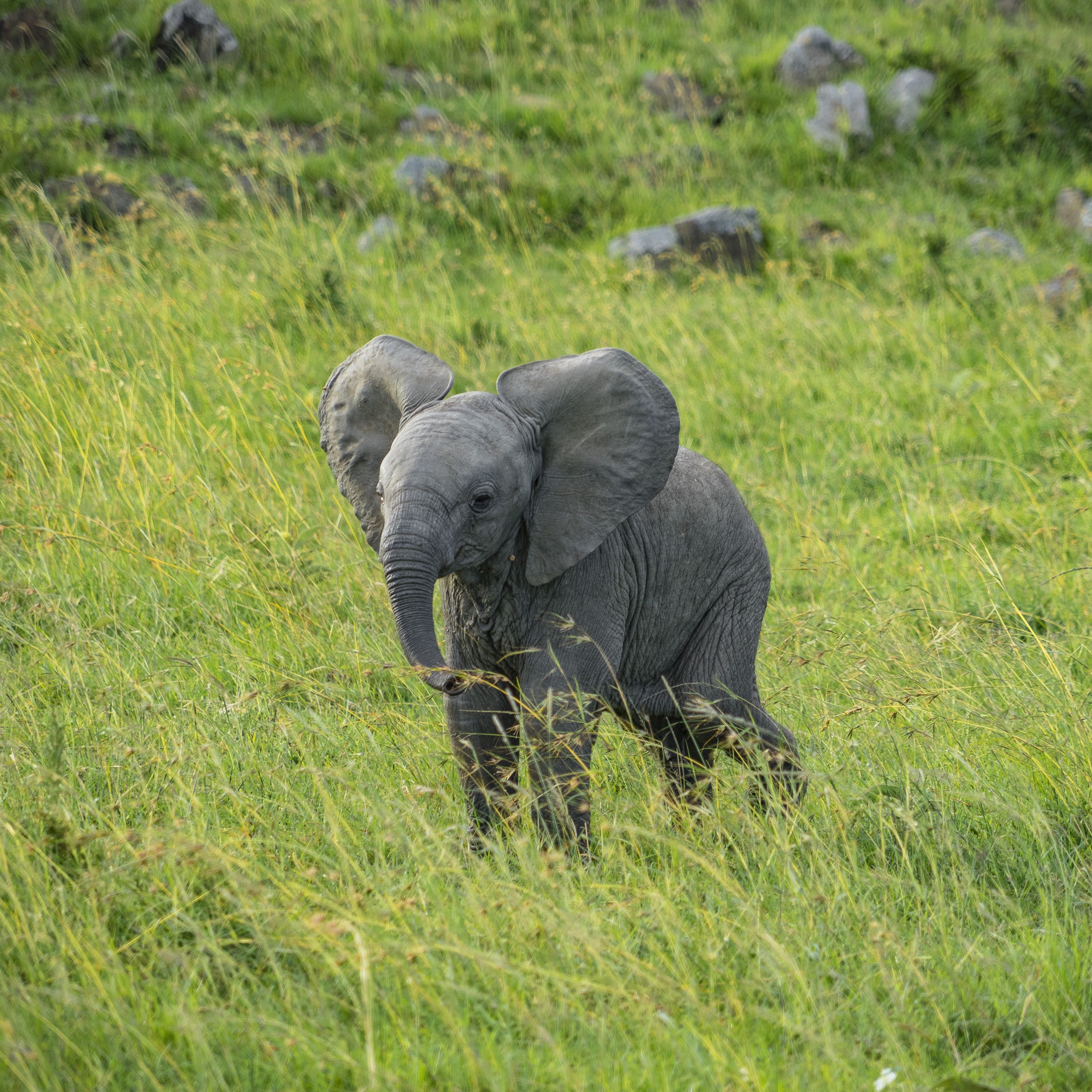 Слон меланист. Слоненок. Маленький Слоник. Слоны картинки. Elephant present