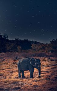 Превью обои слон, дикая природа, африканский слон