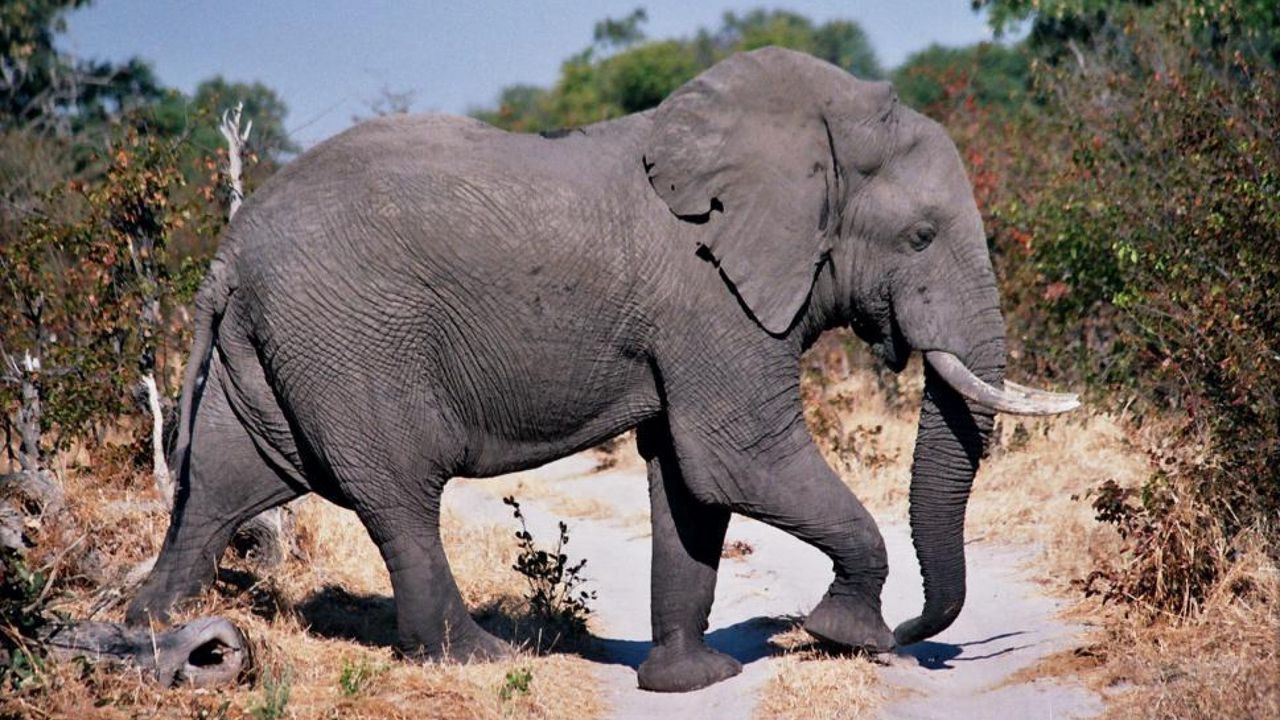 Обои слон, дорога, пыль, прогулка