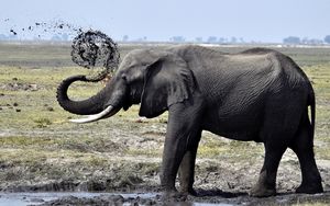 Превью обои слон, грязь, плескаться, прогулка