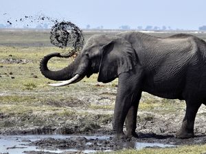 Превью обои слон, грязь, плескаться, прогулка