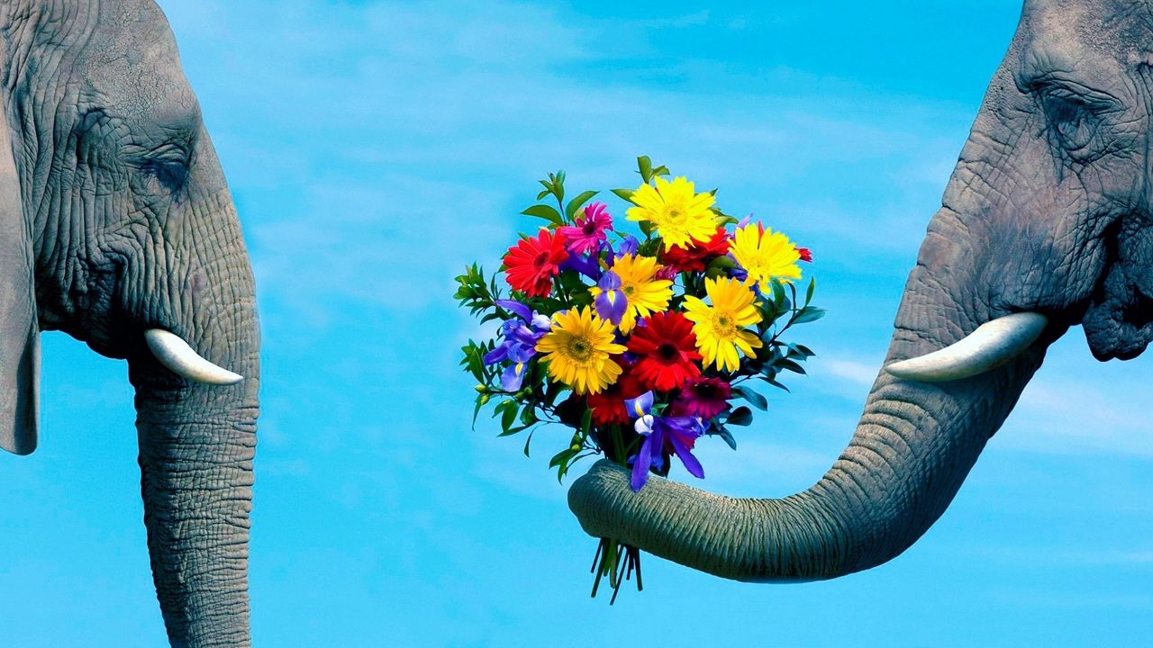 Обои слон, хобот, пара, цветы, забота, романтика