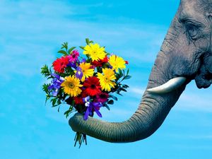 Превью обои слон, хобот, пара, цветы, забота, романтика